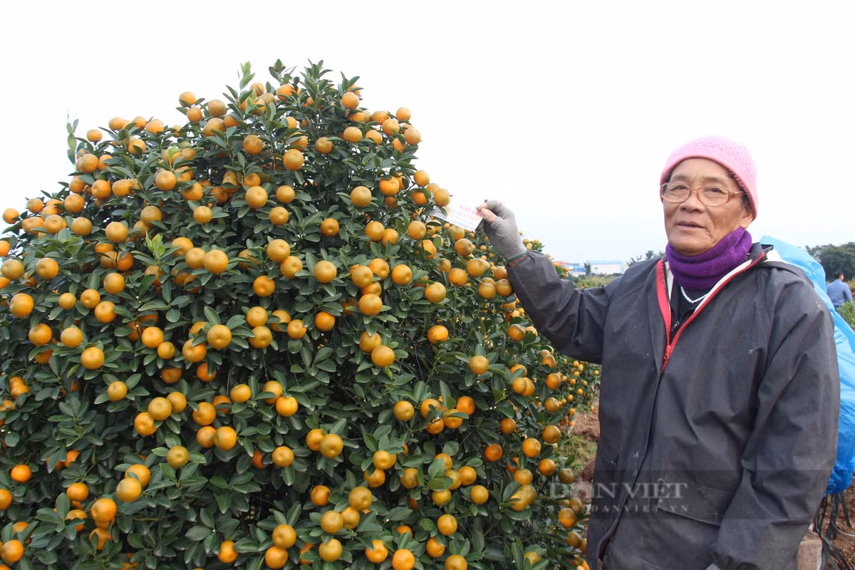 Quất tết tăng giá, làng trồng ở Nam Định được vụ - Hình 4 Quat tet tang gia, lang trong o Nam Dinh duoc vu-Hinh-4