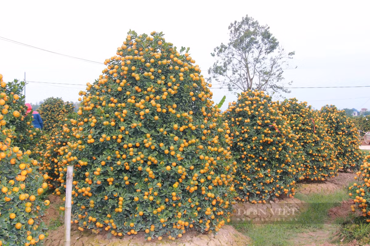 Quất tết tăng giá, làng trồng ở Nam Định được vụ - Hình 2 Quat tet tang gia, lang trong o Nam Dinh duoc vu-Hinh-2