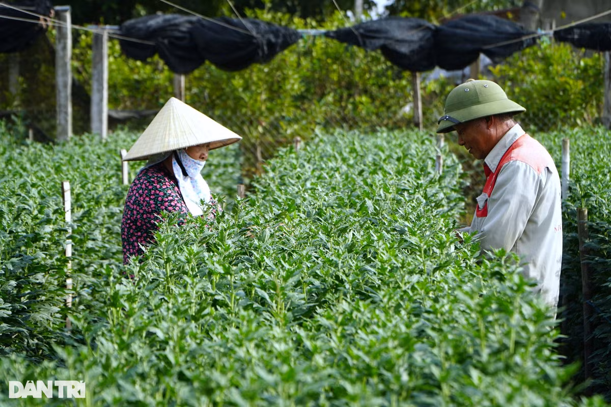 Ghi nhận của phóng viên Dân trí, cuối tháng 11 Âm lịch, người dân làng hoa Đông Cương đang tất bật tỉa nụ cho hoa cúc. Theo người dân địa phương, ngoài nắm vững các kỹ thuật chăm sóc, nghề trồng hoa còn phụ thuộc nhiều vào thời tiết. Còn hơn 1 tháng nữa mới đến tết Nguyên đán nên nhiều hộ trồng hoa thấp thỏm, lo lắng nếu nắng ấm kéo dài.