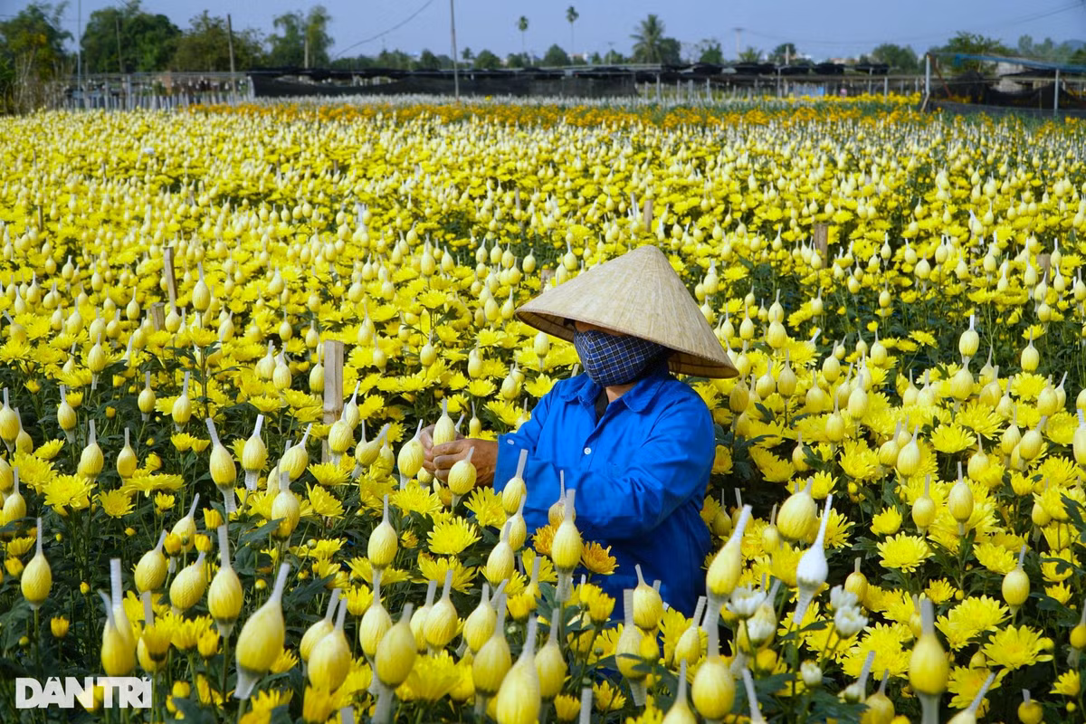 Đây là thời điểm bận rộn, số lượng hoa cung ứng ra thị trường cũng nhiều nhất. Vì vậy, từ đầu tháng 10 Âm lịch, họ đã "chạy đua với thời gian" để chăm sóc, sản xuất hoa phục vụ người dân.