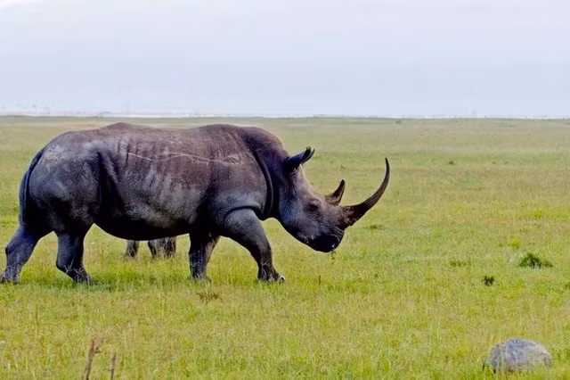 Năm 2011, tê giác đen phương Tây bị IUCN (Liên minh Bảo tồn Thiên nhiên Quốc tế) tuyên bố tuyệt chủng. Vào năm 2006, người ta đã khuyến nghị tuyên bố tuyệt chủng loài tê giác đen phương Tây, nhưng IUCN đưa ra thời gian chờ đợi 5 năm đối với các danh sách tuyệt chủng để đảm bảo rằng chúng đã biến mất và không có cá thể mới nào được phát hiện.