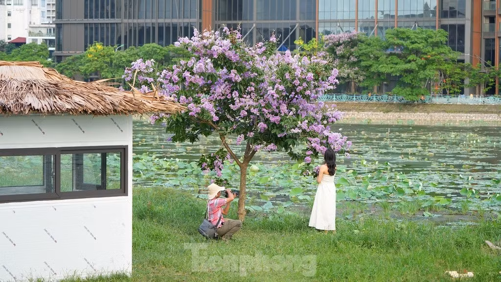 Một cây bằng lăng "cô đơn" với tán thấp và tràn ngập sắc hoa tím bên cạnh hồ Đầm Đông luôn thường trực có người đứng cạnh để chụp ảnh nhờ tán cây và hoa thấp.