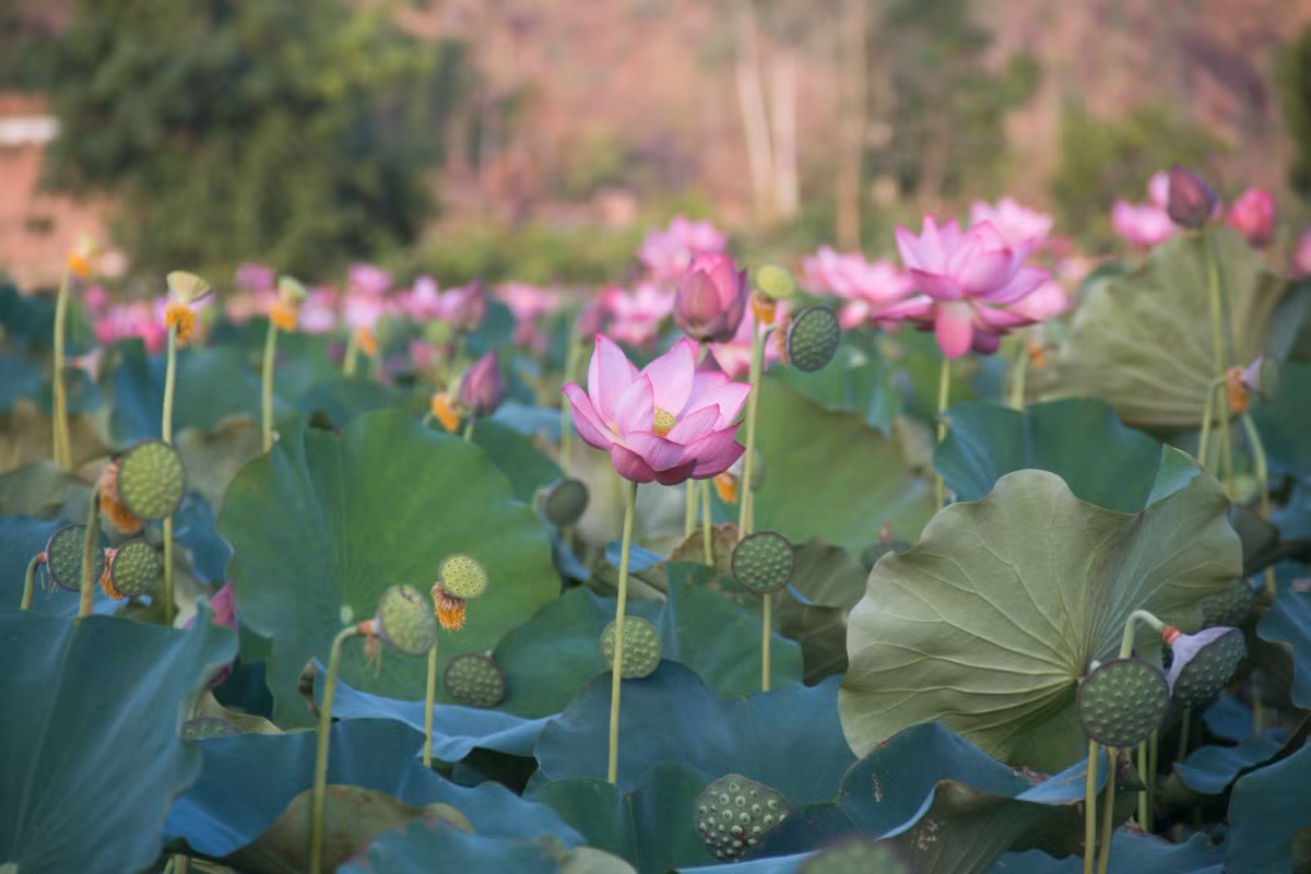 Anh Phan Văn Ánh, người dân xã Duy Sơn cho hay, mỗi mùa gia đình anh thu hoạch hơn 1 tấn hạt sen, mang lại doanh thu từ 60-70 triệu đồng. Việc trồng sen được người dân đánh giá có phần nhàn rỗi hơn so với các loại hình nông nghiệp khác.