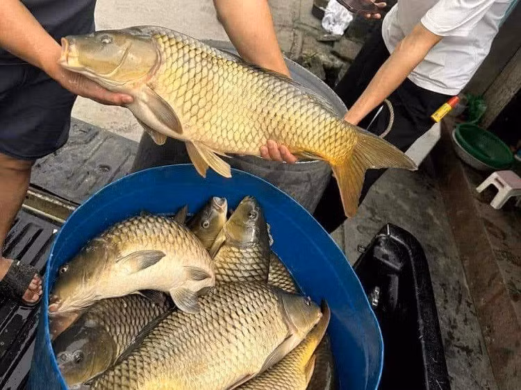 Ca chep gion gia chi tu 45 nghin dong/kg, nguon goc o dau?