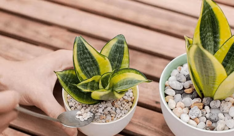  Xét về phong thủy thì trồng cây lưỡi hổ giúp xua đuổi tà ma tốt cho sức khỏe của bạn. Đặc biệt, cuộc sống của gia chủ sẽ thuận lợi may mắn, nhưng với những người này nên tránh trồng cây lưỡi hổ kẻo hao tài, tán lộc.