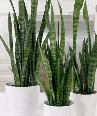  Đặc biệt, cây lưỡi hổ xanh có màu sắc chính là xanh sẫm và trắng. Hai màu này tương sinh với mệnh Kim. Theo ngũ hành, Kim là cung mệnh khắc với Mộc và Thổ. Vì vậy, loại cây này sẽ không phù hợp với người mệnh Mộc và Thổ.