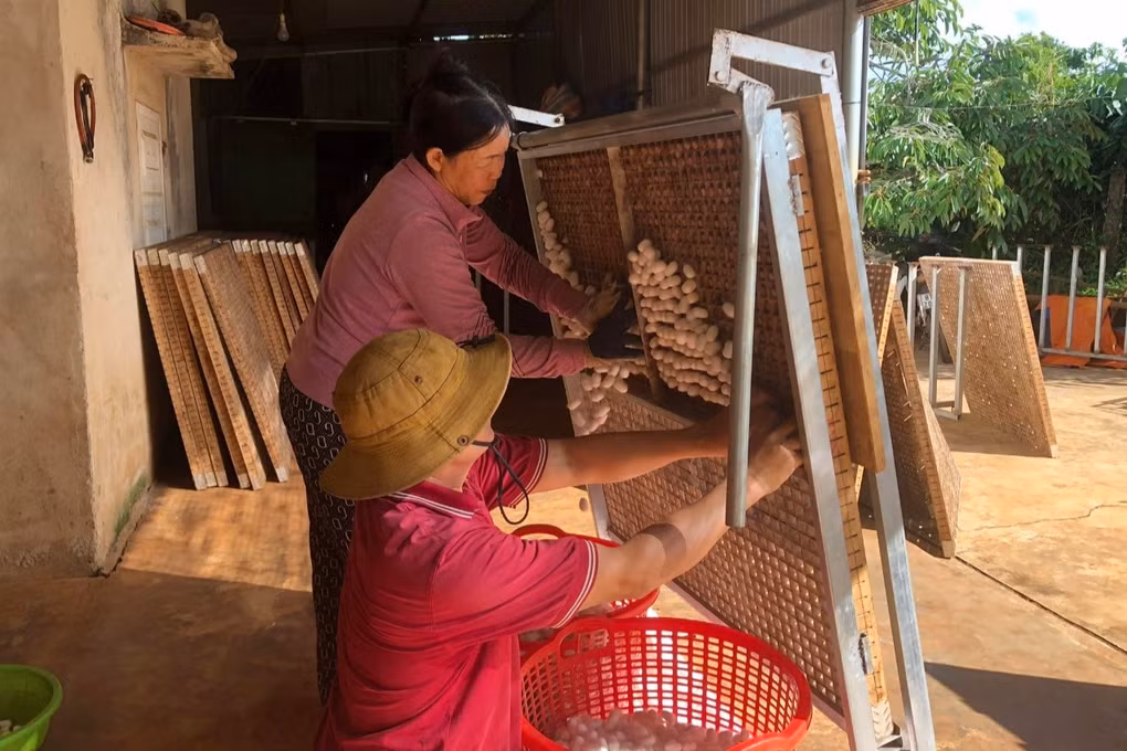Trong dau, nuoi tam tren cao nguyen, thu 1 ty dong/nam-Hinh-3