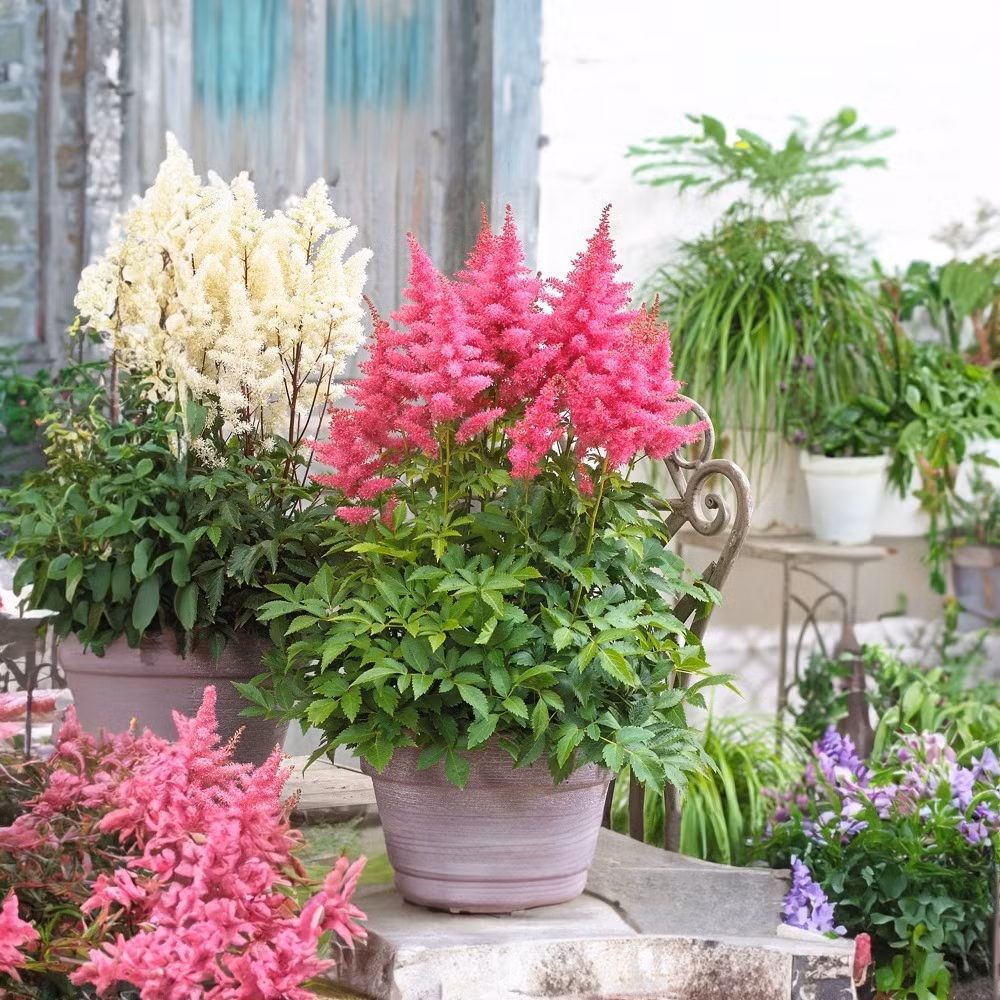Hoa hạnh phúc Astilbe được coi là biểu tượng của tình yêu, sự tinh khiết và tình bạn. Với vẻ đẹp của nó, hoa Astilbe đã trở thành một món quà ý nghĩa cho những người mà bạn yêu thương. 