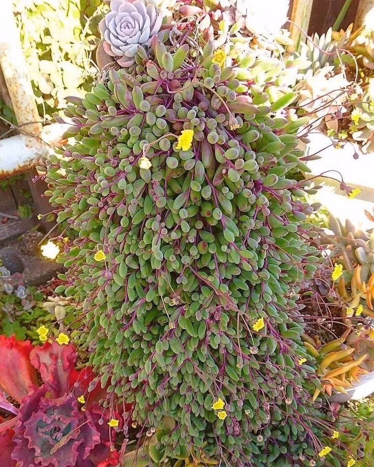 Cay canh may man, nhu treo bua chieu tai, goi loc trong nha-Hinh-11