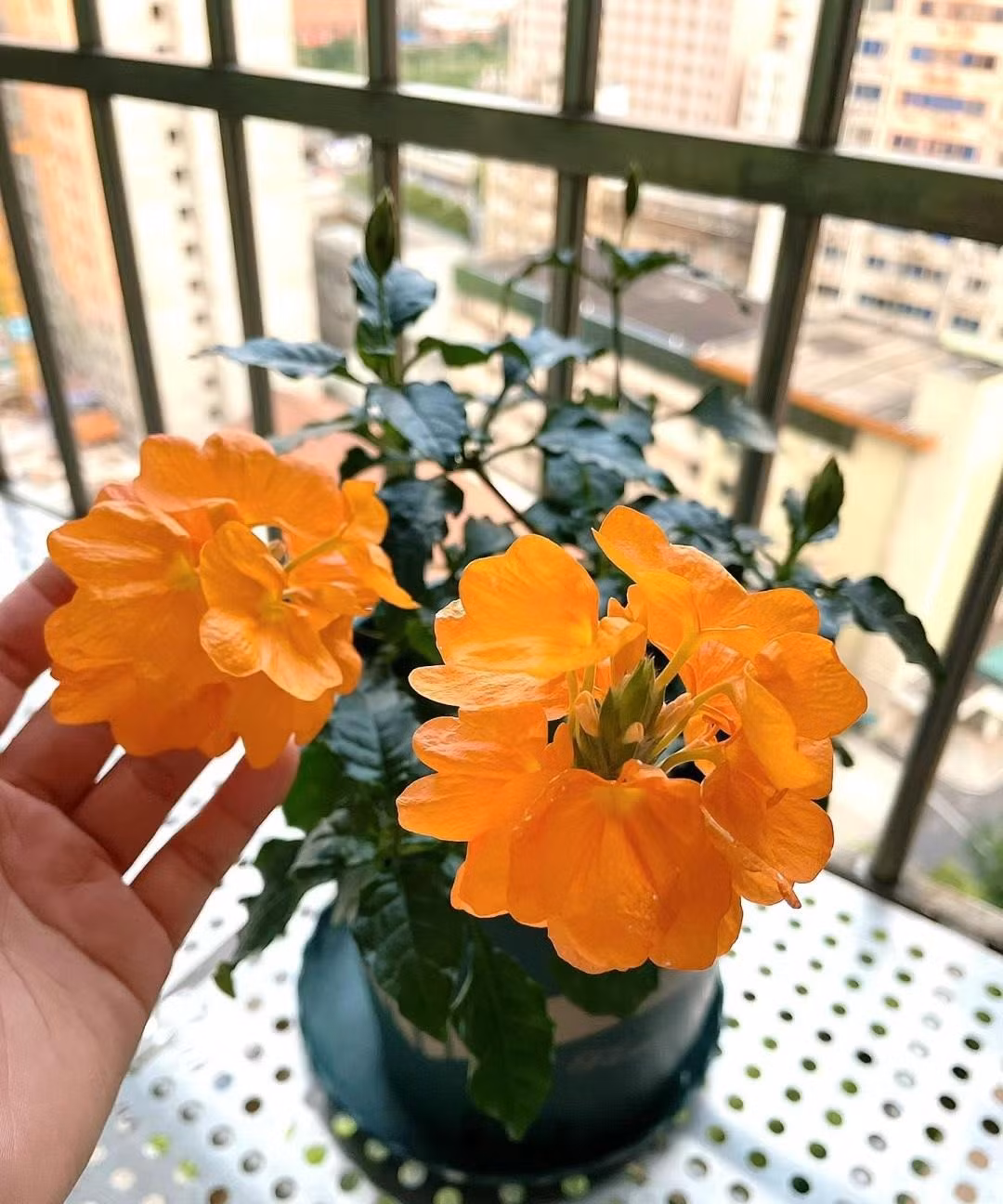  Cây cảnh này còn được gọi là hoa pháo (firecracker flower) là vì khi quả kết hạt và già đi, vỏ hạt sẽ nổ tung và giải phóng hạt xuống đất, từ đó tạo cây con mới. Đây cũng là một cách mà chúng lây lan và phát triển.