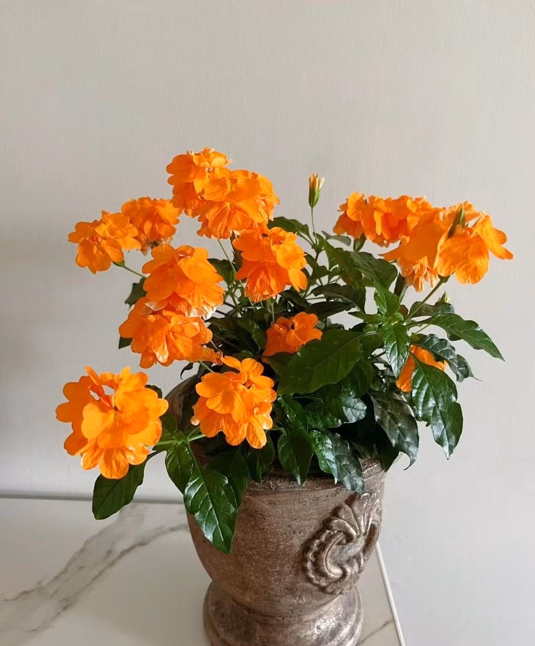 br/> Lá hỏa hoàng bóng loáng, có viền lượn sóng, được phủ sáp bóng loáng. Khi cây cảnh này chưa ra hoa, nhìn những chiếc lá, người ta dễ nhầm nó với cây hạnh phúc (Radermachera Sinica). Hoa của cây hỏa hoàng hình quạt, chia làm nhiều thùy, mỗi thùy tựa xòe ra tựa như đuôi chim. Vì thế, chúng còn được gọi là hoa đuôi chim. 