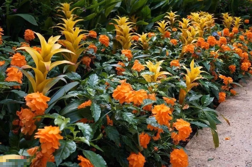 Giống như tên gọi, khi cây cảnh hỏa hoàng nở hoa giống như đám cháy loang trên đồng cỏ, thu hút mọi ánh nhìn. Nó mang đến sự bùng nổ của màu sắc trong nhà với những bông hoa rực rỡ, cháy bỏng như lửa và những chiếc lá màu xanh bóng như được phủ sáp. 