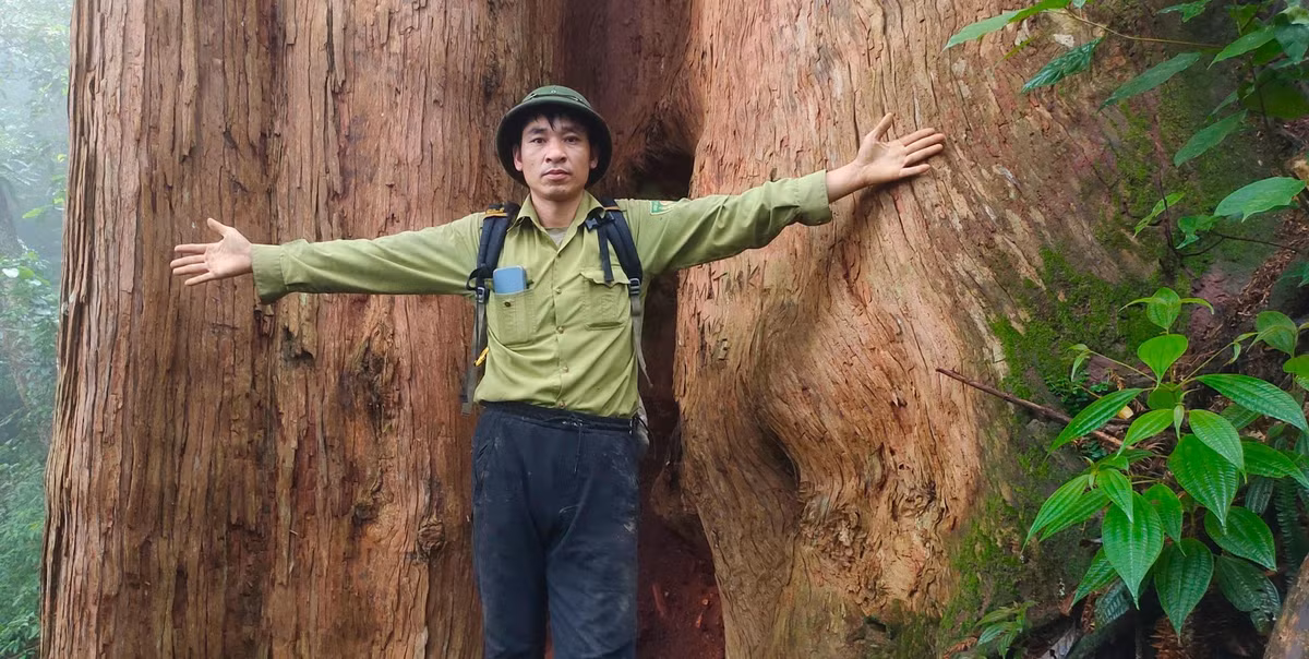 Con người bé nhỏ dưới gốc cây Sa mu dầu "khổng lồ".