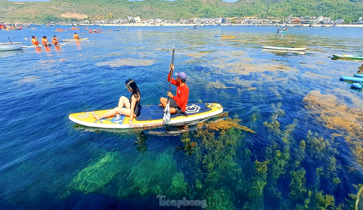 Du khách trải nghiệm chèo sup nhìn ngắm rong mơ. Ảnh: Trương Định.