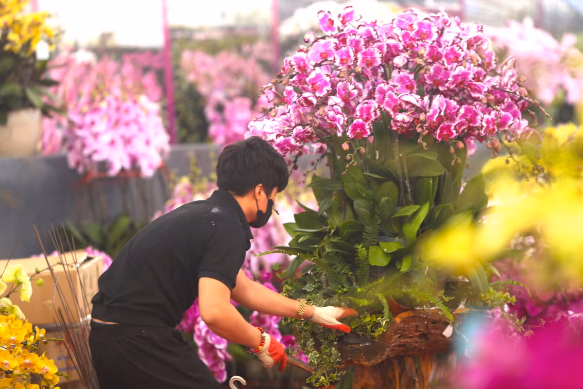 Những ngày cận Tết Nguyên đán, khắp các tuyến phố trên địa bàn thủ đô như Hoàng Hoa Thám, Lê Quang Đạo, Lê Đức Thọ, Lạc Long Quân,.... đã bắt đầu bày bán những loại cây cảnh, hoa cảnh phục vụ cho nhu cầu chơi tết của người dân. Bên cạnh đào, quất, hoa rừng thì lan hồ điệp Đà Lạt cũng đổ về Thủ đô phục vụ người dân.