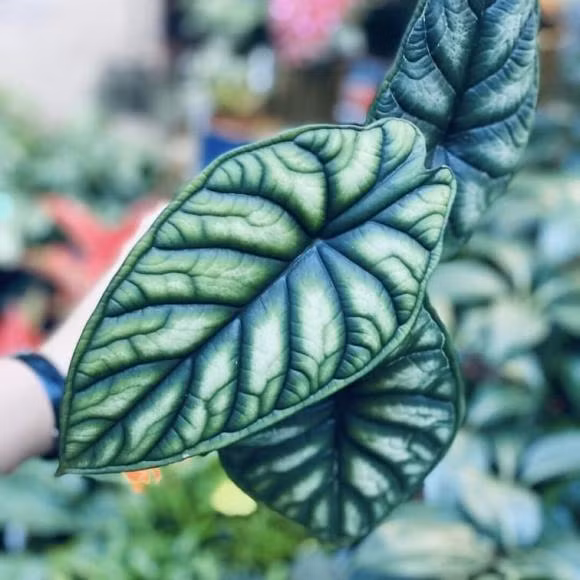 Những người trồng cây môn vảy rồng có thể thu hút được năng lượng dồi dào sức mạnh to lớn để phát triển sự nghiệp.