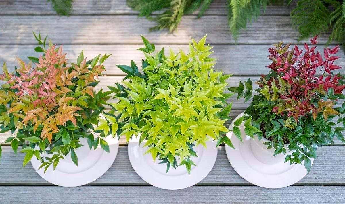 Đây là cây cảnh phổ biến được trồng để làm cây cảnh trong sân vườn ở nhiều nơi trên thế giới. Người ta còn cắt cành nam thiên trúc vào cắm trong nhà, rất ấn tượng, tinh tế, nghệ thuật.
