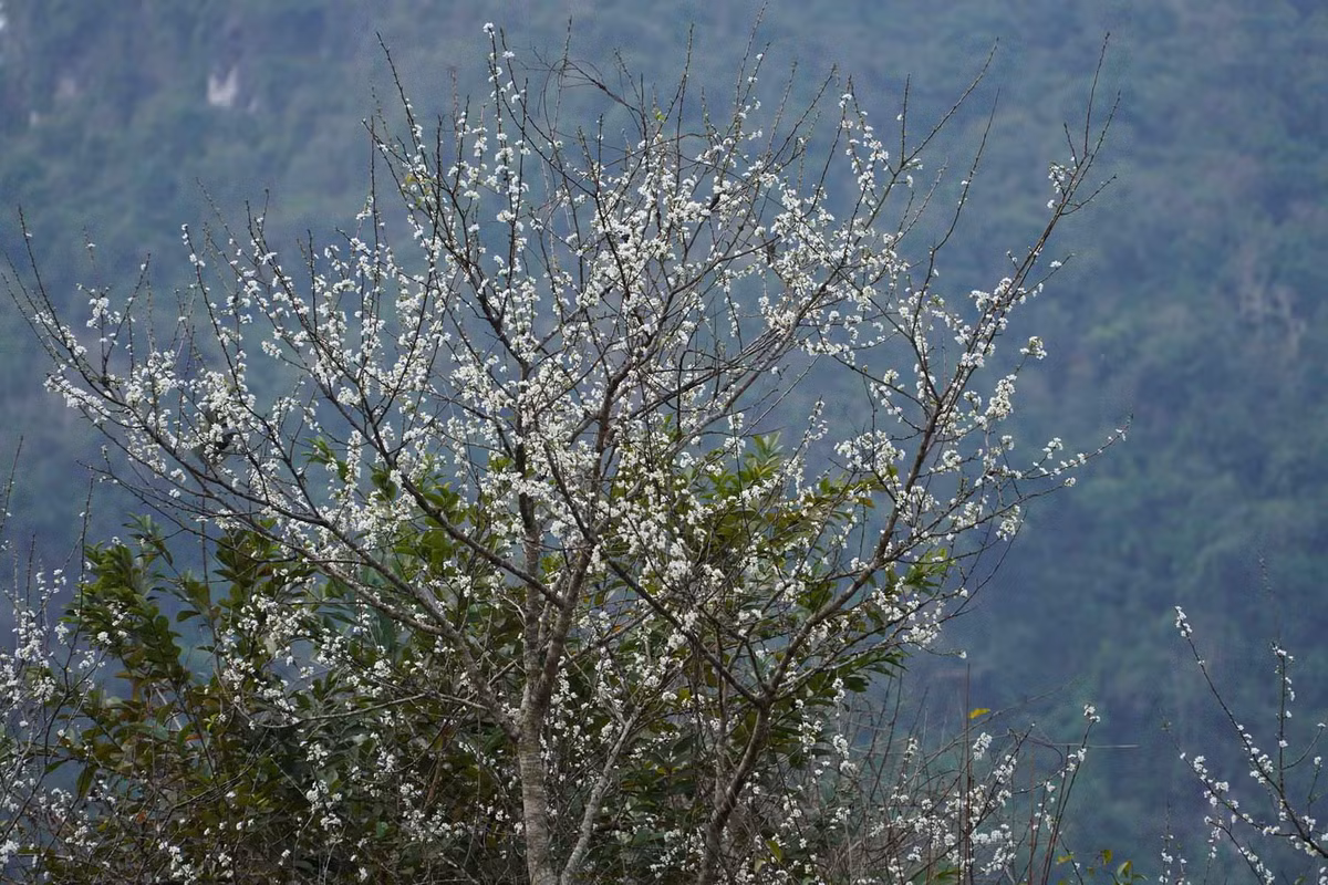 Ngoài thảo nguyên Đồng Lâm, du khách có thể ngắm hoa nở rộ ở những vườn mận ở xã Hòa Cư, Hải Yến (huyện Cao Lộc), xã Quảng Lạc (thành phố Lạng Sơn), xã Thống Nhất (huyện Lộc Bình)… Ảnh: Hoàng Vũ