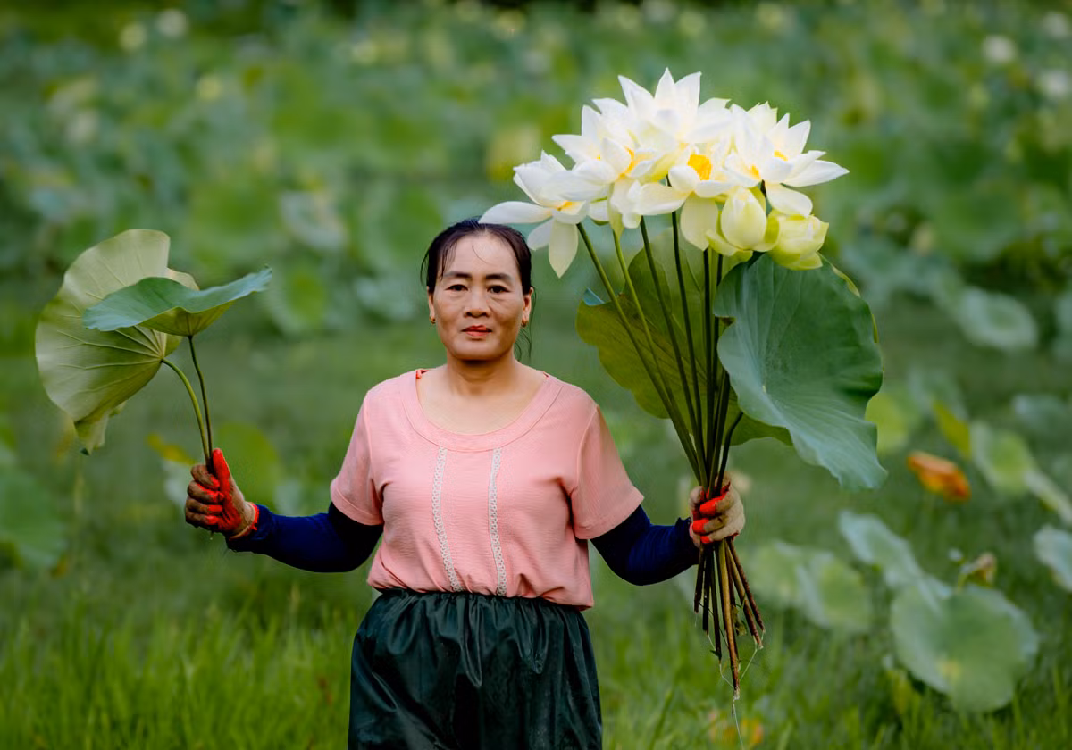 Tại Thừa Thiên Huế, người dân thường trồng sen vào tháng 12 đến tháng 2 dương lịch và thu hoạch từ khoảng tháng 5 đến tháng 7 hàng năm. Sen được trồng nhiều ở ao, hồ, vùng có địa hình thấp trũng tại các huyện Phong Điền, Quảng Điền, Phú Lộc, Phú Vang, thị xã Hương Trà, Hương Thủy giúp chuyển đổi cơ cấu cây trồng phù hợp với điều kiện tự nhiên, cho hiệu quả kinh tế, nâng cao thu nhập. Sen được người nông dân thu hoạch để chế biến thành những món ăn, thức uống thơm ngon, bổ dưỡng cùng những sản phẩm thủ công truyền thống.