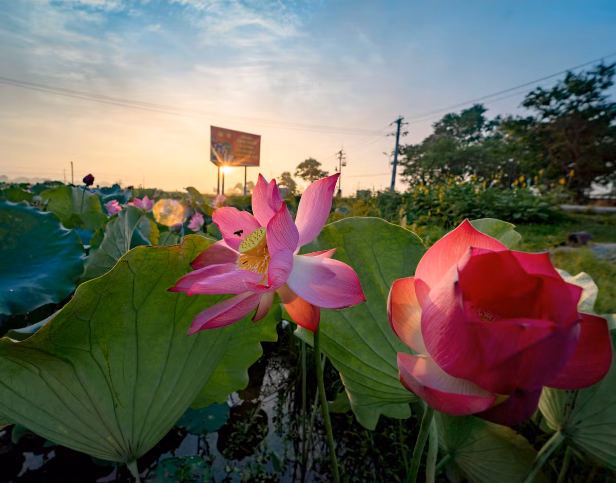 Hình ảnh bông hoa sen vươn mình khi những tia nắng đầu tiên trong ngày xuất hiện.