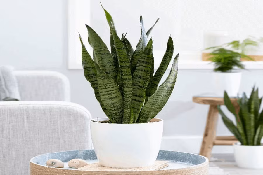 Lưỡi hổ còn mang ý nghĩa phong thủy rất đẹp đó là quân tử, tài lộc, thịnh vượng, ngay thẳng. Lá lưỡi hổ còn thanh lọc không khí rất tốt. Cây lưỡi hổ cũng không cần tưới nước hay bón phân thường xuyên, nhưng thỉnh thoảng bạn nên lau lá để lá cây sáng bóng, đẹp hơn. 