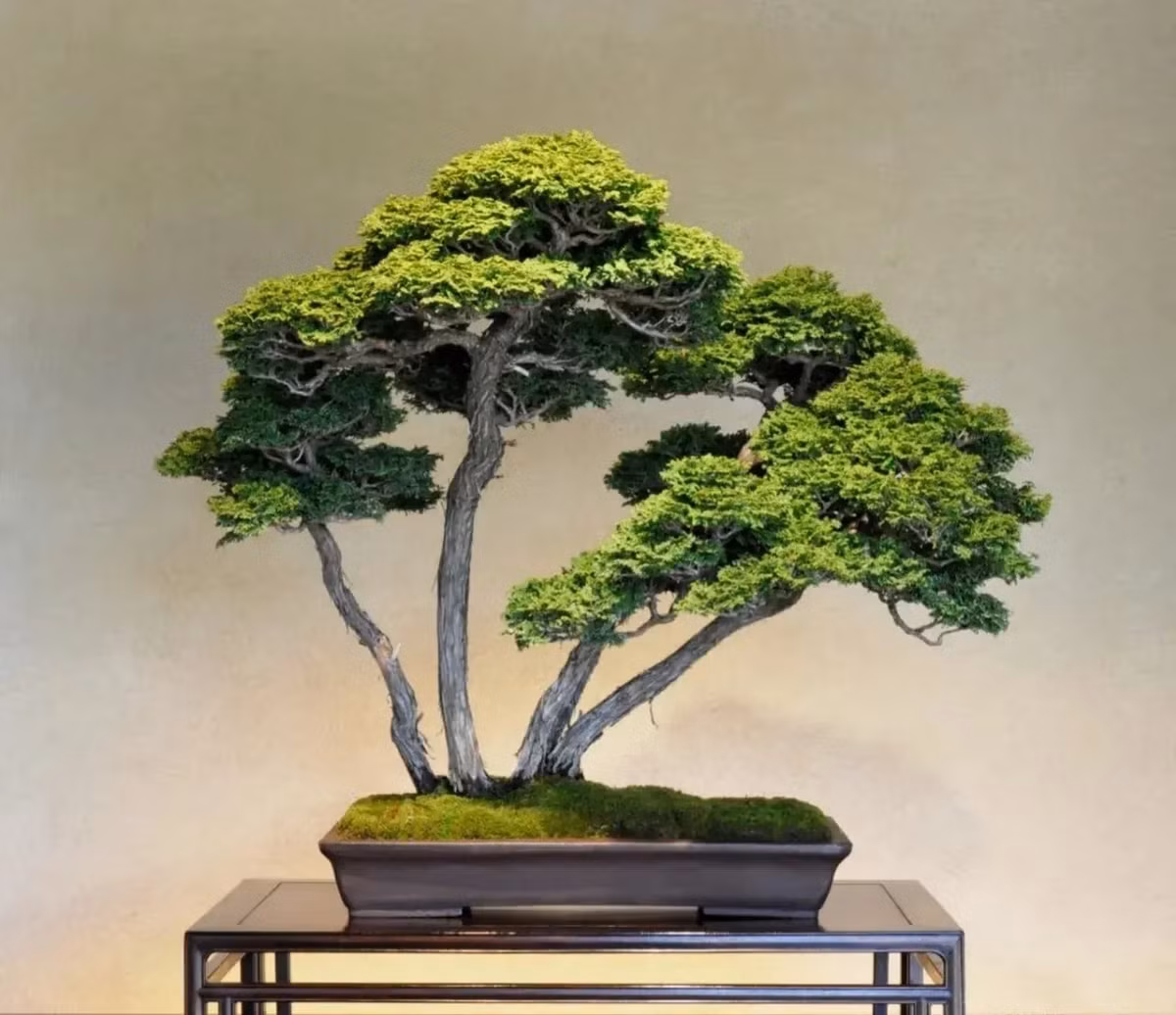 5. Cây cảnh: Bách: Một số người không thích trồng hoa nhưng lại thích trồng một số cây cảnh, chẳng hạn như đặt trong phòng khách hoặc phòng ngủ, điều này sẽ mang lại cho người ta cảm giác sang trọng và quý phái. Tuy nhiên, không nên để cây bách trong phòng ngủ, vì chúng sẽ tỏa ra mùi thơm có thể gây buồn nôn, nôn mửa và các phản ứng bất lợi khác.