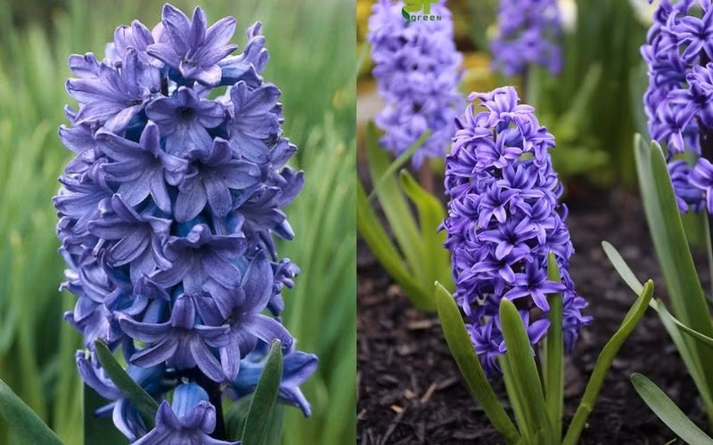 9. Cây cảnh: Dạ lan hương: Một số người thích hoa dạ lan hương (Hyacinth orientalis) vì chúng dễ trồng, màu sắc lộng lẫy. Hoa nở vào mùa đông và mùa xuân, khi nhở giống như bông hoa lục bình, rất đẹp và rực rỡ. 