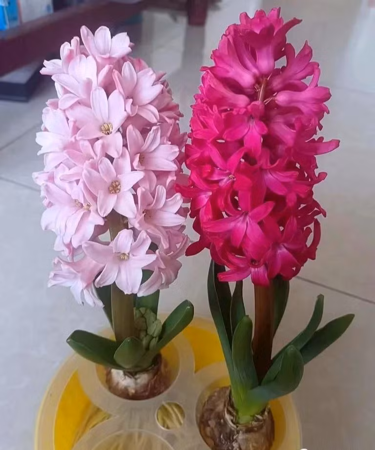  Tuy nhiên, phấn hoa dạ lan hương dễ bị dị ứng vì có nhiều phấn hoa và mùi thơm của hoa, có thể khiến người ta cảm thấy khó chịu vì mùi hoa rất nồng. Cộng với mùi này dễ khiến người ta hắt hơi, sổ mũi, ngứa ngáy mắt. Vì vậy dù có thích đến mấy cũng đừng đặt trong phòng ngủ.