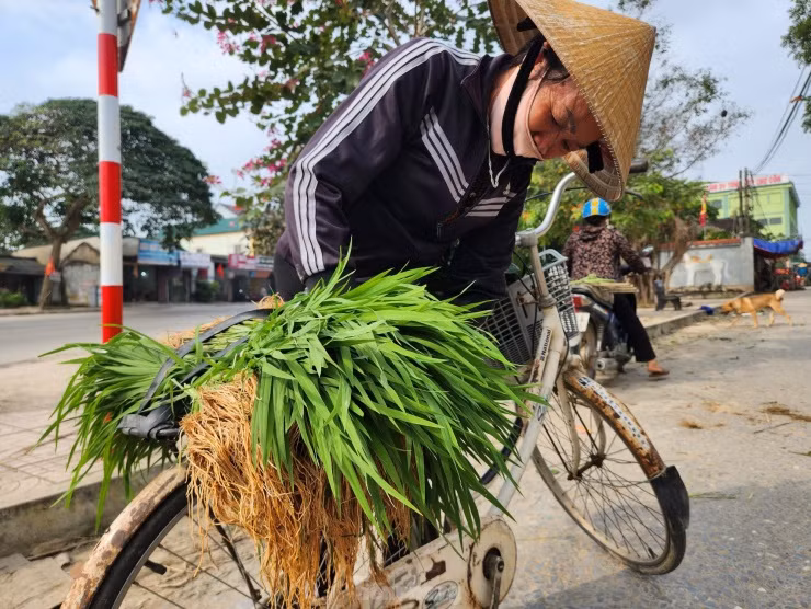Mạ thường được người mua chọn có cây cao, khỏe, cứng cáp và có bộ rễ dài. Để khi dặm thêm xuống ruộng, cây mạ sẽ phát triển nhanh chóng.