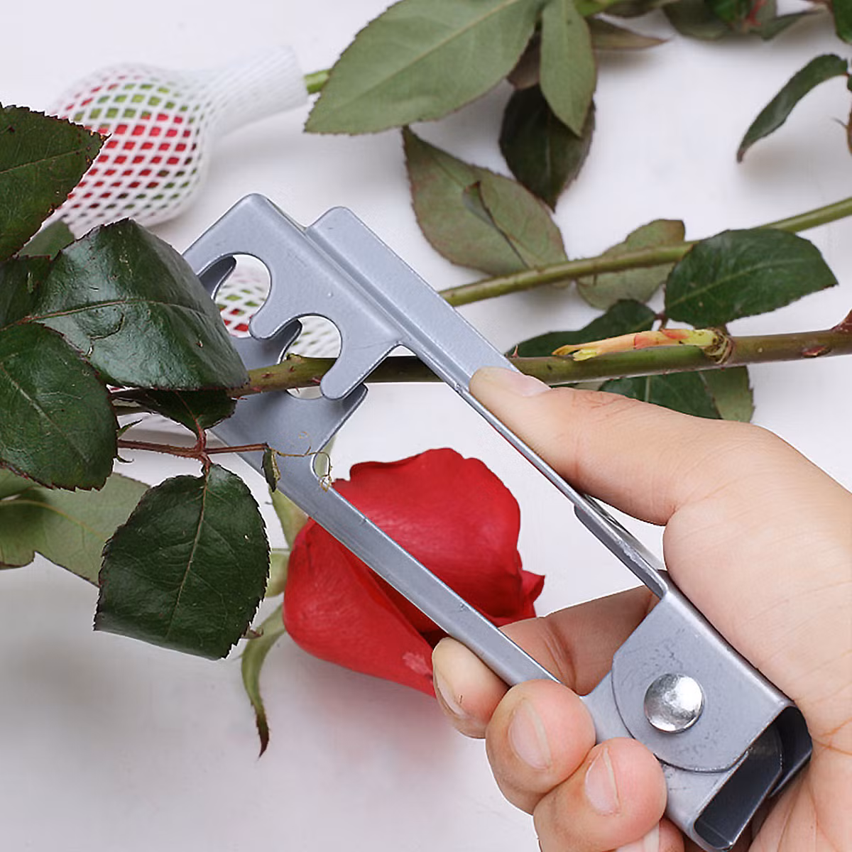 Chính vì thế khi mua về thắp hương nên lưu ý tuốt bẻ gai của chúng để tránh gây sát khí, đặc biệt tại ban thờ gia tiên. Gai nhọn có thể khiến linh hồn sợ hãi không thể về an ngự.