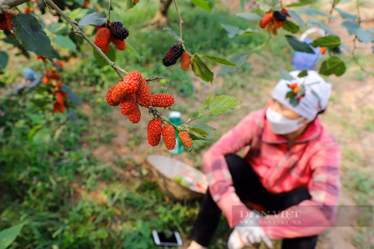 Trong giây phút nghỉ ngơi hiếm hoi, chị Hồng (xã Dương Liễu, huyện Hoài Đức, Hà Nội) cho biết: "Do dâu tằm có đặc điểm chín và rụng rất nhanh nên tôi thường chuẩn bị đồ ăn và nước uống từ nhà, sau đó thu hoạch xuyên trưa để kịp đổ buôn cho thương lái".