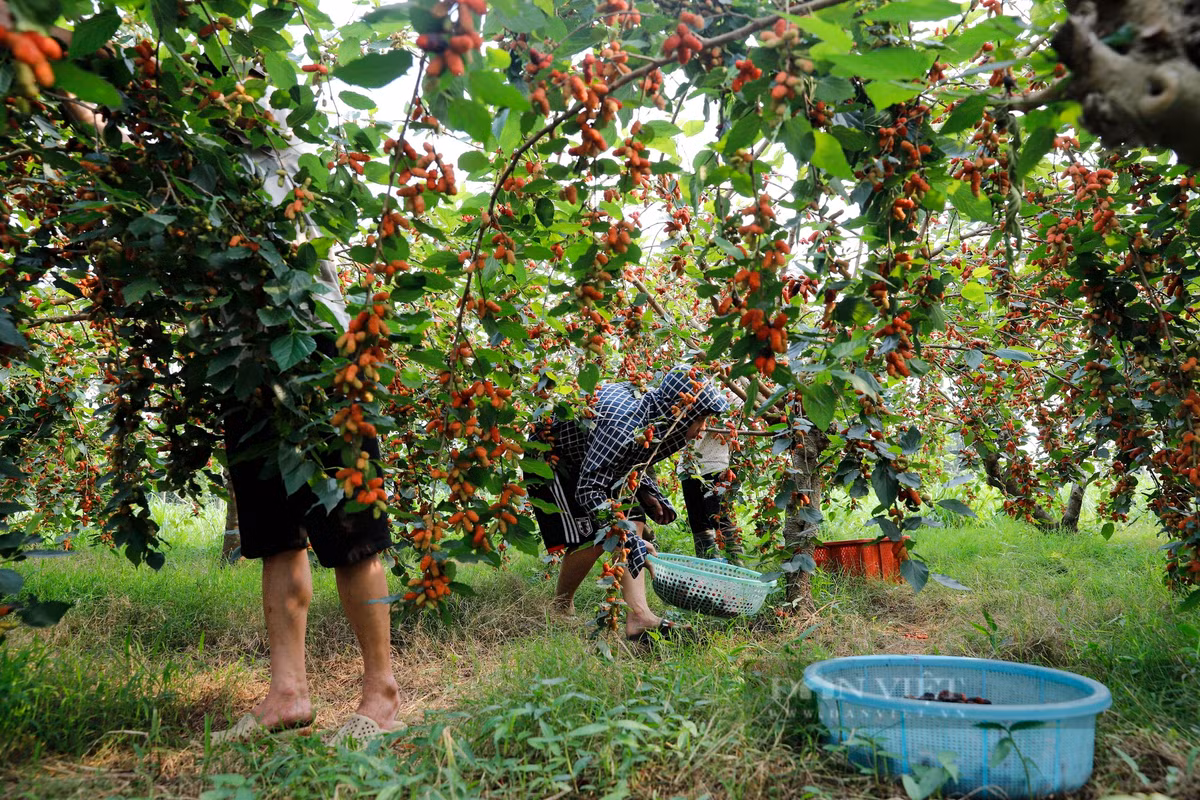 Theo ghi nhận của PV Dân Việt, tại xã Dương Liễu (huyện Hoài Đức, Hà Nội), đi khắp các cánh đồng, không khó để bắt gặp những người nông dân đang tất bật thu hoạch dâu tằm xuyên trưa.