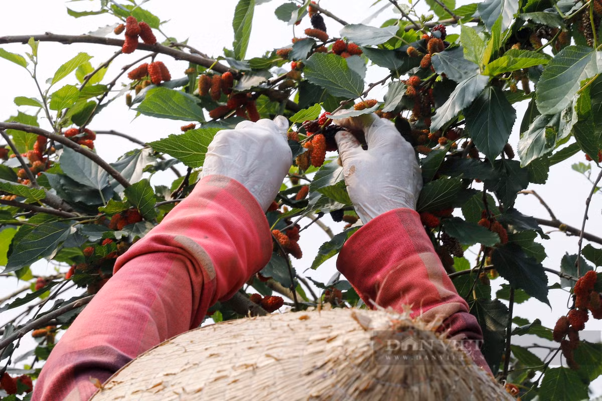 Việc hái dâu tằm mất rất nhiều thời gian, phải chọn quả dâu chín, màu đẹp, người hái cũng phải khéo tay, cẩn thận tránh làm trái dâu dập.