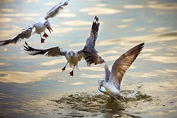 Sự chung thủy này, điều mà con người khó đạt được, lại là tiêu chuẩn của loài chim hải âu. Him hải âu chính là loài chim trên trái đất tượng trưng tốt nhất cho tình yêu chung thủy.