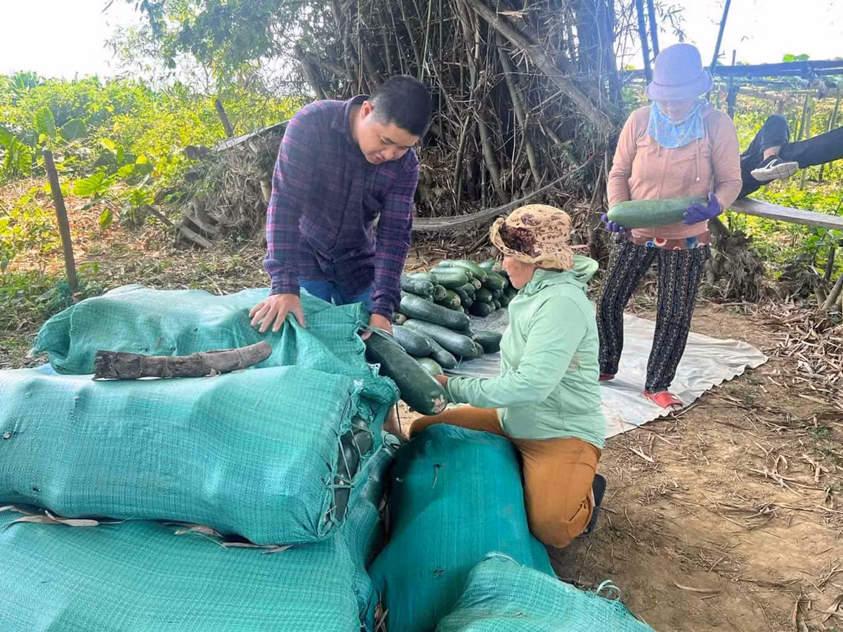 Người mua lựa chọn kỹ từng trái.