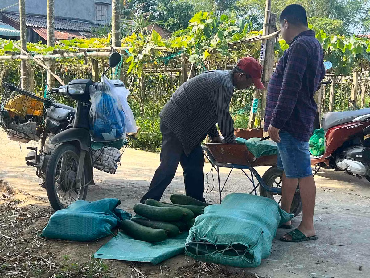 “Các hộ dân ở đây ai cũng thu hoạch bí đao chất cả tấn ở nhà nhưng đâu có ai mua, có người thu mua thì bị chèn ép giá và chọn lựa kĩ từng trái chứ không họ sẽ không chịu mua”, ông Nguyễn Tấn Toản - chủ một của vườn bí đao tại thôn Hà Nhuận - chia sẻ nỗi lòng.
