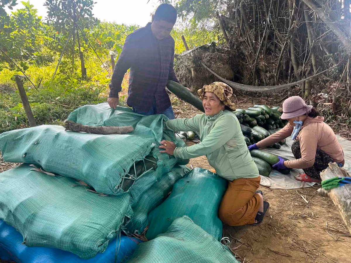 Bà Trần Thị Hiệp - một chủ vườn bí đao tại thôn Hà Nhuận - cho biết: “Thu hoạch thì không ai mua, nếu có người thu mua thì vợ chồng tôi sẽ tự tay thu hoạch. Bởi nếu thuê người sẽ không đủ chi trả phí vì giá bán ra quá thấp, càng thêm lỗ vốn”.