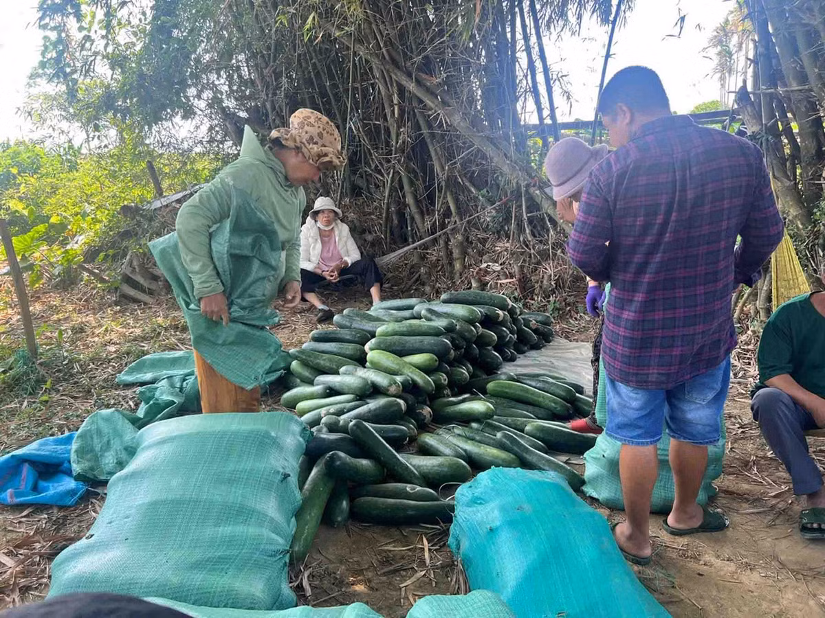 Bà con nông dân thôn Hà Nhuận, huyện Duy Xuyên (tỉnh Quảng Nam) bà con nông dân đang trong tâm thế “đứng ngồi không yên” với vụ mùa bí đao bị rớt giá thê thảm, trong khi rất ít thương lái tới mua.