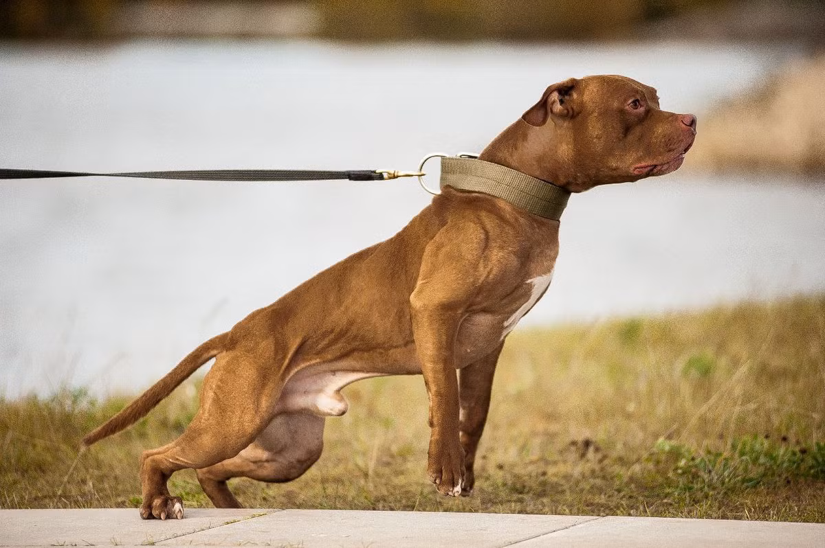 Chó pitbull có sống sót một tuần nếu được đưa vào thảo nguyên châu Phi? - Hình 3 Cho pitbull co song sot mot tuan neu duoc dua vao thao nguyen chau Phi?-Hinh-3