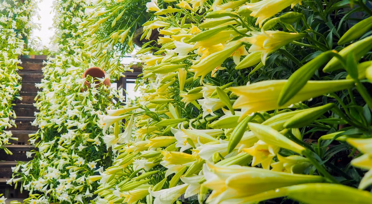 Hoa loa kèn còn có tên gọi khác là hoa bách hợp, hoa huệ tây, được xem là một trong những loài hoa đặc trưng của Hà Nội được nhiều người ưa chuộng.