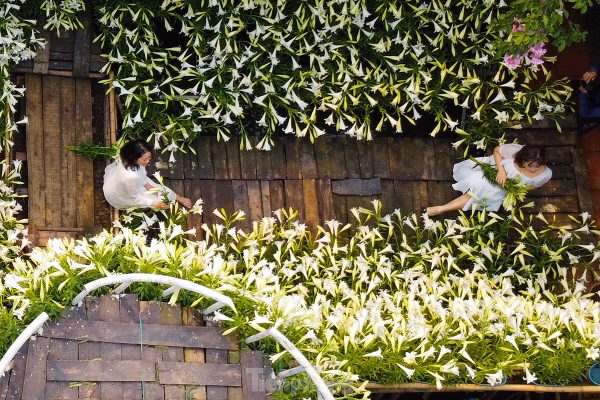 Loa kèn được mệnh danh "nữ hoàng tháng tư" còn tượng trưng cho hình ảnh người phụ nữ Hà Nội với nét đẹp thanh tao, tinh tế, nhẹ nhàng.