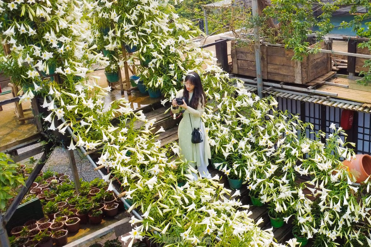 Nhiều điểm tham quan, quán cà phê trang trí cả nghìn bông loa kèn tạo điểm nhấn thu hút du khách.