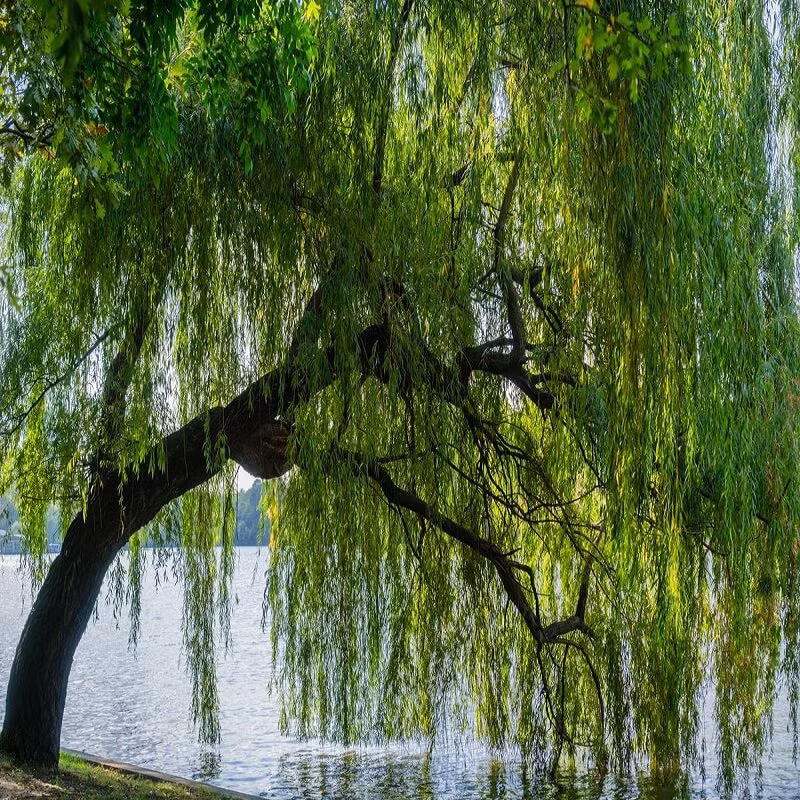 Về mặt phong thủy, cây liễu được cho là có nhiều năng lượng âm, và việc đặt nó trước cửa nhà có thể làm tăng âm khí, không lợi cho ngôi nhà. Thêm vào đó, sự thiếu vắng quả của cây liễu cũng được liên kết với sự không may mắn về con cái.