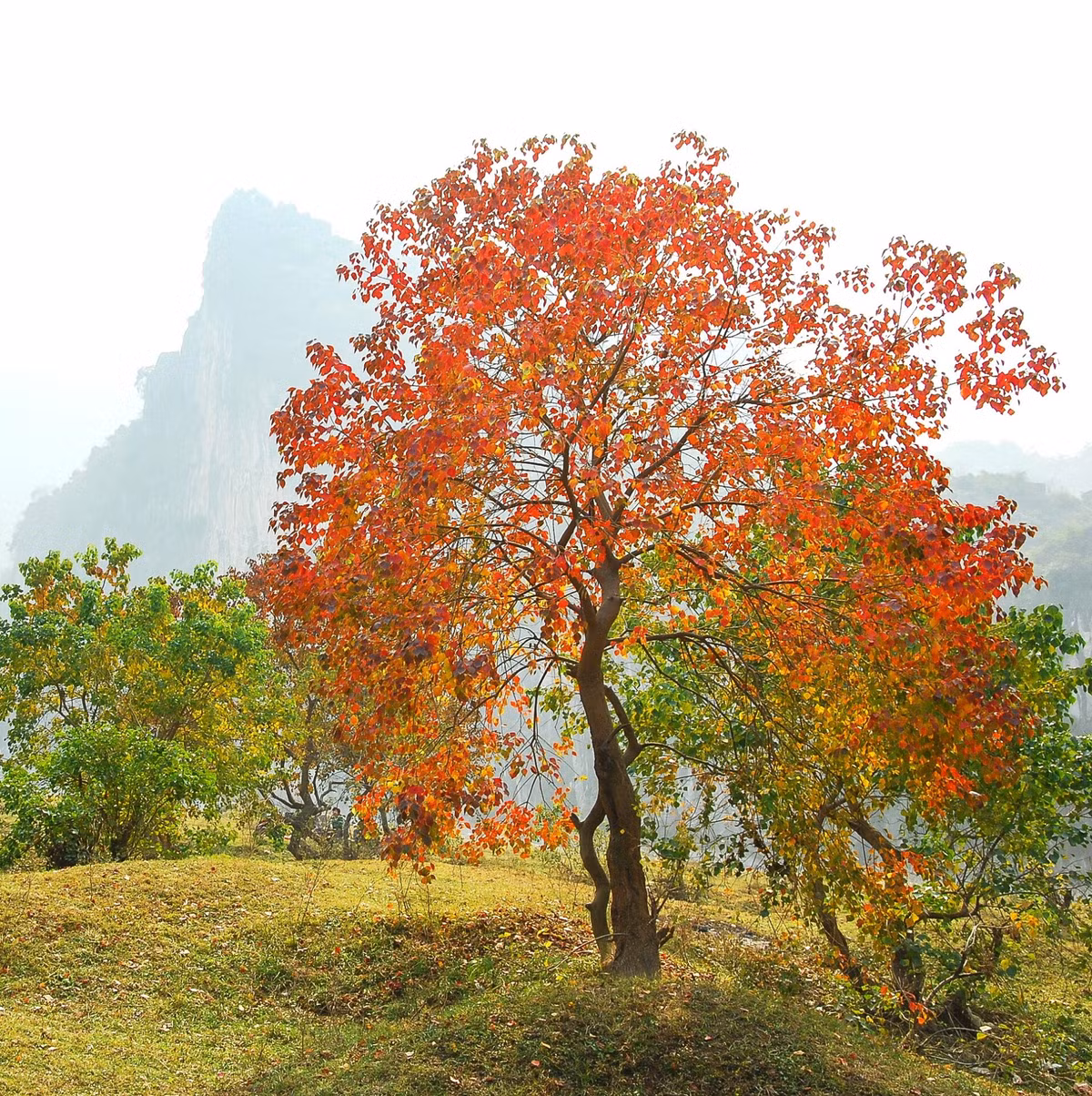 4 cây vào nhà, Tổ tiên phù hộ, nhà nào cũng nên trồng 4 cay vao nha, To tien phu ho, nha nao cung nen trong