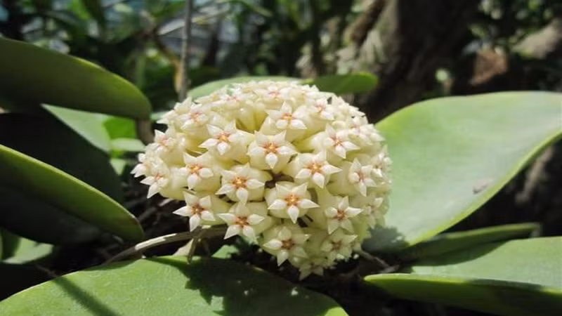  Cẩm cù lá tròn "Krinkle 8" có lá rất đặc biệt, có hình tròn, nhiều thịt, tròn trịa và mập mạp, có những vết lồi lõm không đều ở giữa, kết cấu sáng bóng.