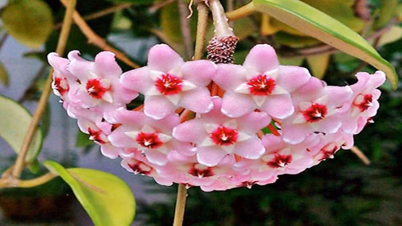 Giống như những loại cẩm cù khác, cẩm cù lá tròn "Klink 8" mang đến ý nghĩa yêu thương, tượng trưng cho sự tròn đầy viên mãn, nên rất phù hợp để bạn tặng cho những người thân yêu quý của mình vào các dịp đặc biệt.