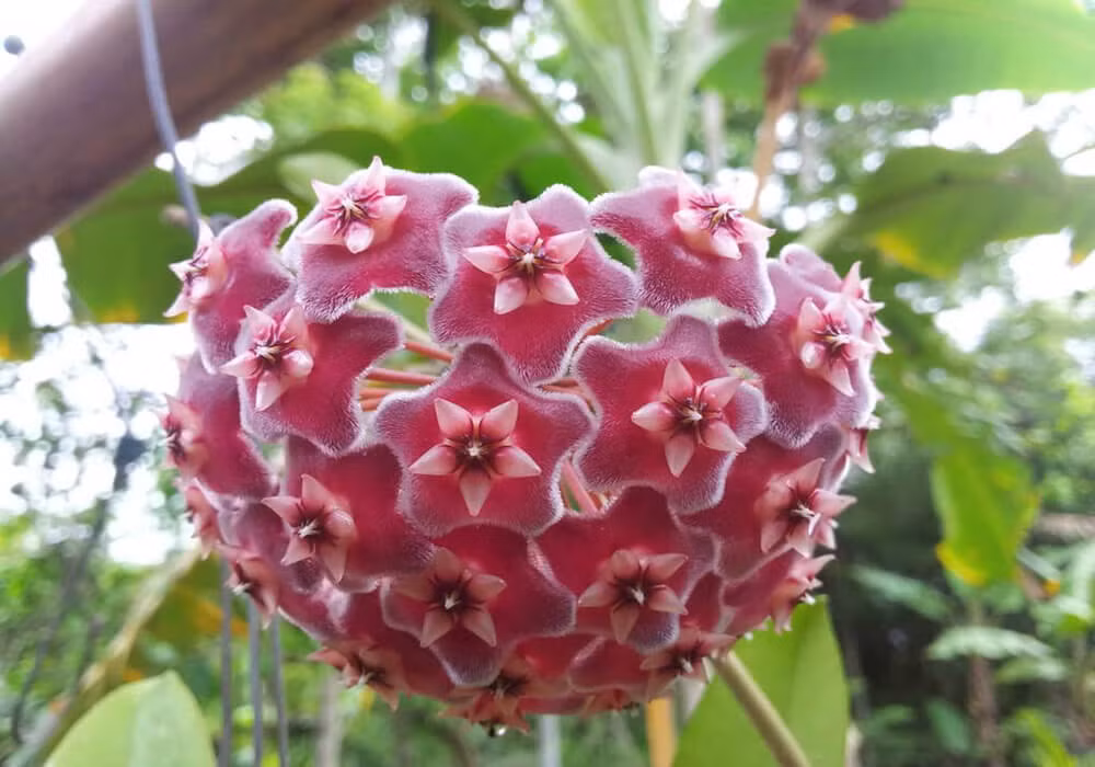 Cây cảnh này cũng có nhiều nhánh và có thể kết hợp với giá đỡ có thể được sử dụng để tạo thành một cột cây cảnh đẹp. Bạn cũng có thể trồng trong chậu treo để các nhánh tỏa xuống một cách đẹp, tự nghiên, nghệ thuật hơn trầu bà rất nhiều.