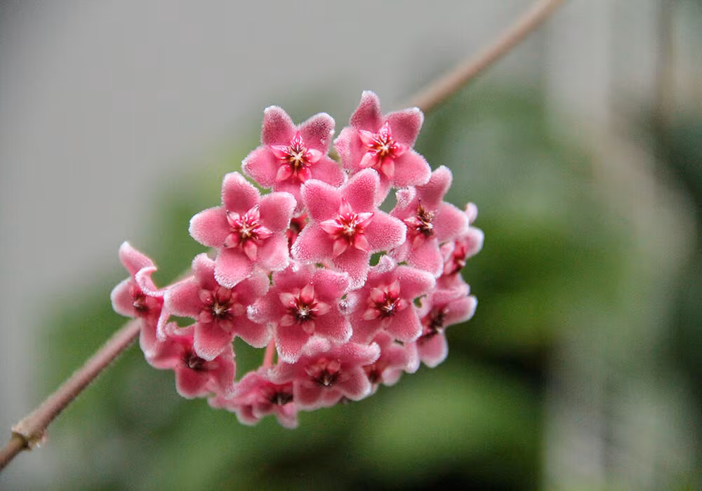 Màu hoa của Klink 8 lá tròn cũng rất đặc biệt. Khi mới nở có màu hồng, dịu dàng, rất thích mắt. Khi nở dần dần chuyển sang màu trắng, bóng, mịn màng như miếng ngọc, nổi trên nền lá xanh bóng càng thêm nổi bật. Ngoài vẻ đẹp bắt mắt, chúng còn tỏa ra mùi thơm nồng nàn, hương thơm trái cây ngọt ngào, thơm mát và rất sảng khoái.