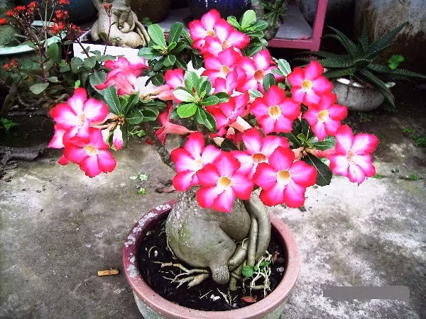 Với các gia đình có diện tích đất eo hẹp, cây hoa sứ bon sai là lựa chọn thích hợp. Cây có thể đặt trong phòng khách hoặc ở ban công để đón vận khí tốt lành vào nhà.