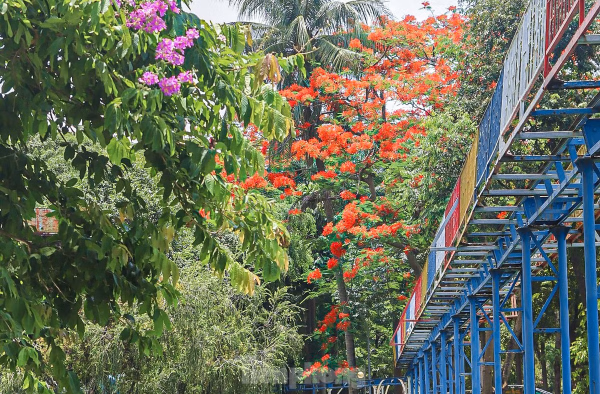 Đến với thành phố Đà Nẵng, người dân không khó để bắt gặp những “đốm lửa” nở rộ báo hiệu mùa hè.